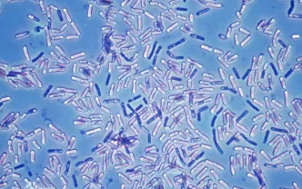 芽孢杆菌