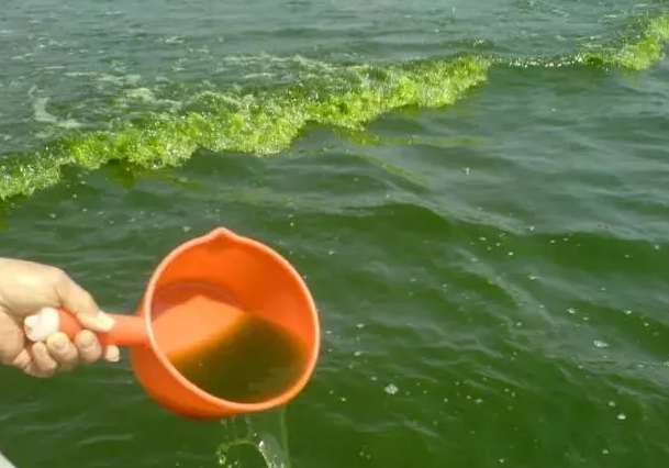 水产养殖中藻类老化的判断及防治