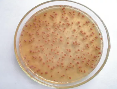 硝化细菌